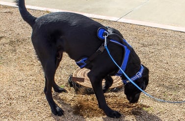 River_Leak_Detection