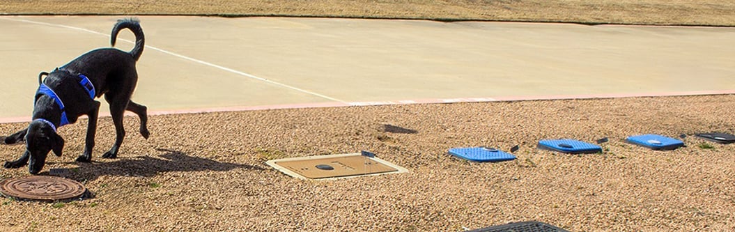 Meet River: How K9 Leak Detection Is Helping Utilities Protect Water